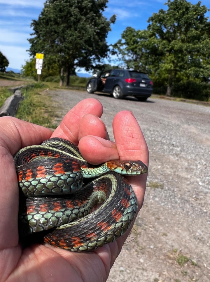 California Red-sided Garter Snake